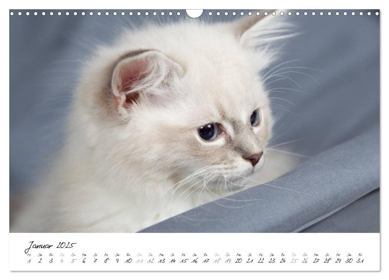 Bild: 9783435756094 | Ragdoll Kitten (Wandkalender 2025 DIN A3 quer), CALVENDO...