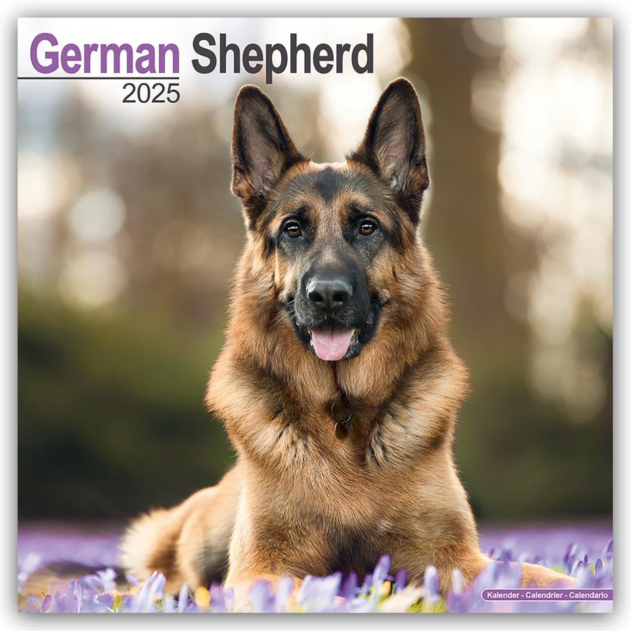 Cover: 9781804603475 | German Shepherd - Deutsche Schäferhunde 2025 - 16-Monatskalender | Ltd