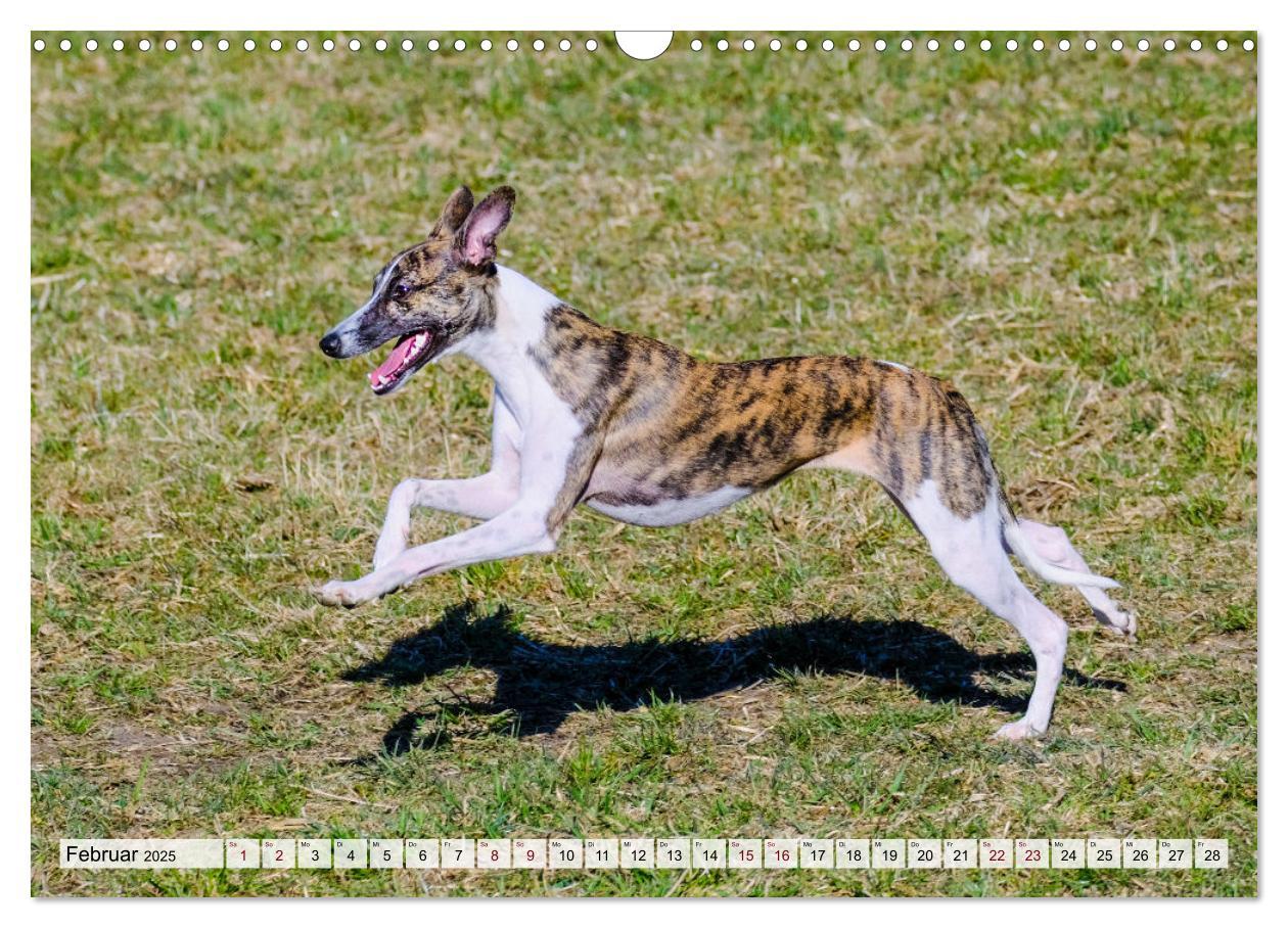 Bild: 9783383941634 | Der Whippet - ein Seelenhund (Wandkalender 2025 DIN A3 quer),...