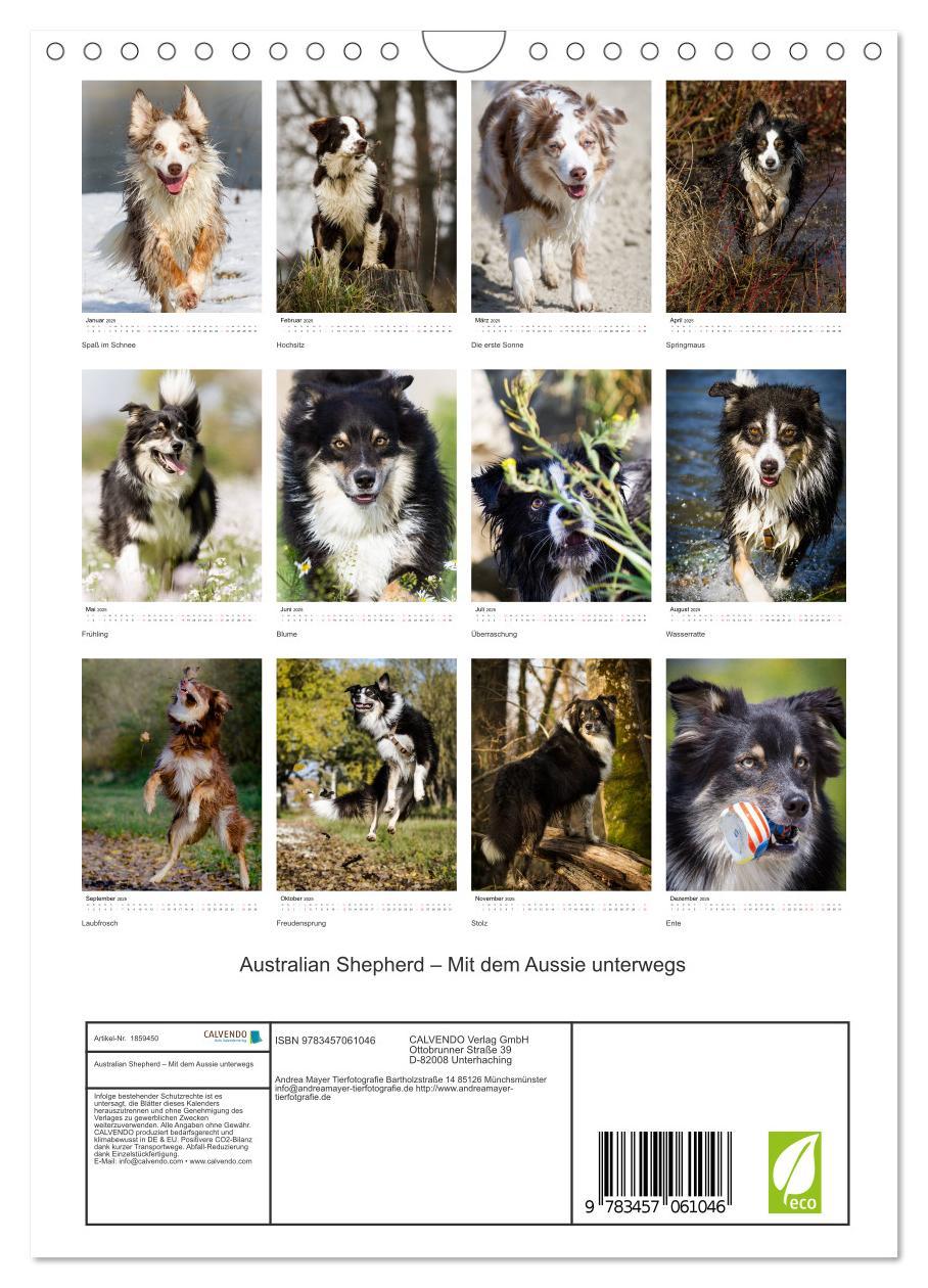 Bild: 9783457061046 | Australian Shepherd ¿ Mit dem Aussie unterwegs (Wandkalender 2025...