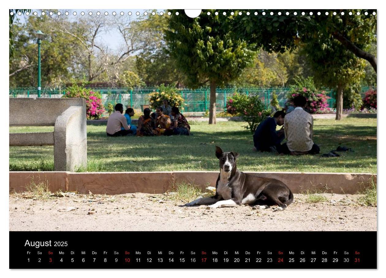 Bild: 9783435801435 | Straßenhunde (Wandkalender 2025 DIN A3 quer), CALVENDO Monatskalender