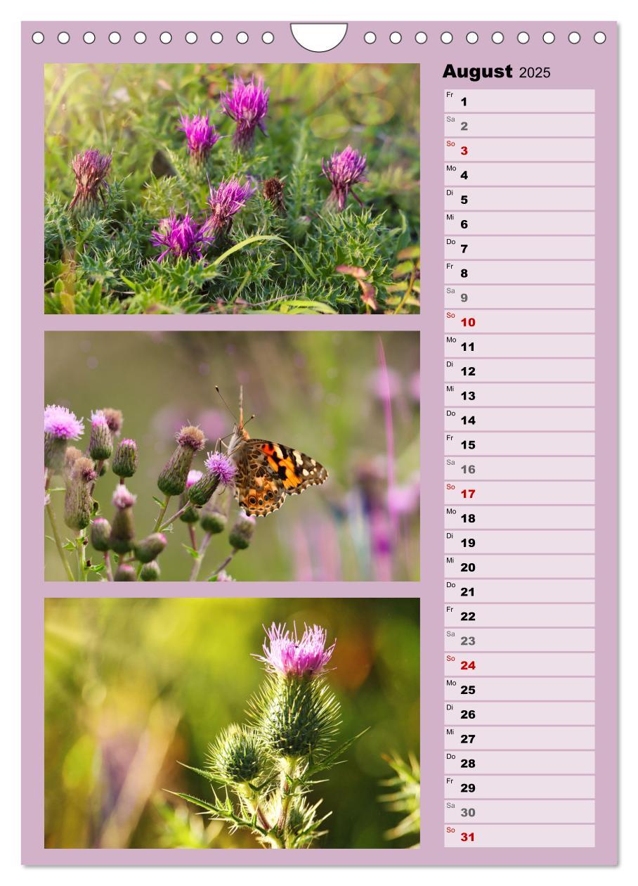 Bild: 9783457173312 | Farbenzauber, bunte Wiesen und bunte Falter (Wandkalender 2025 DIN...