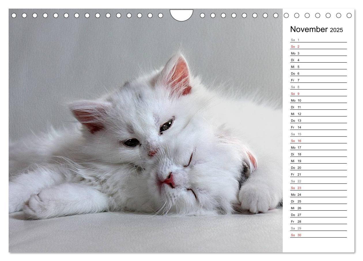 Bild: 9783435555758 | Aus der Kinderstube der Perserkatze (Wandkalender 2025 DIN A4...