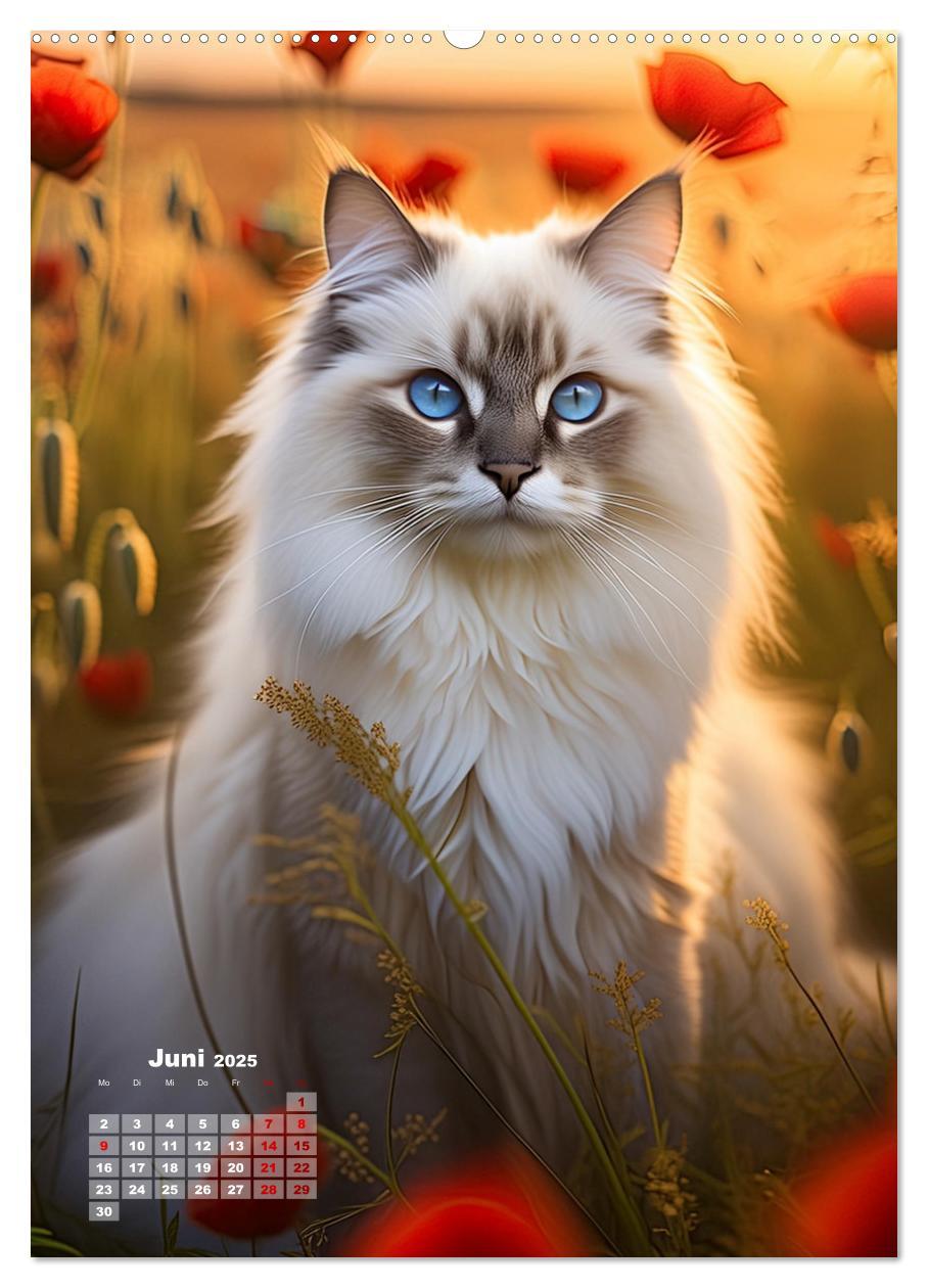 Bild: 9783383833342 | Pfotenabenteuer - Ragdolls in der Natur (Wandkalender 2025 DIN A2...