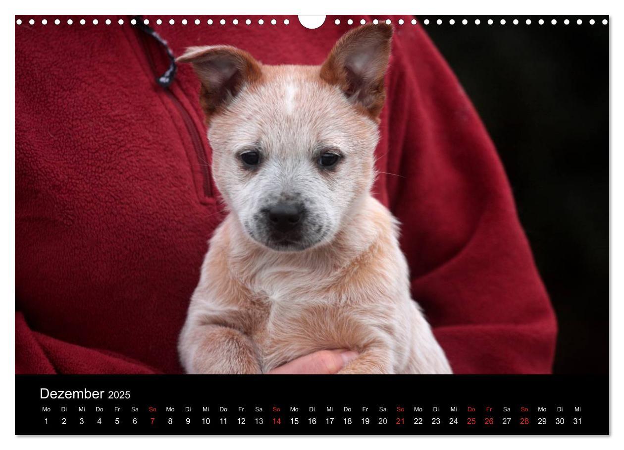 Bild: 9783435749539 | Australian Cattle Dog Welpen (Wandkalender 2025 DIN A3 quer),...