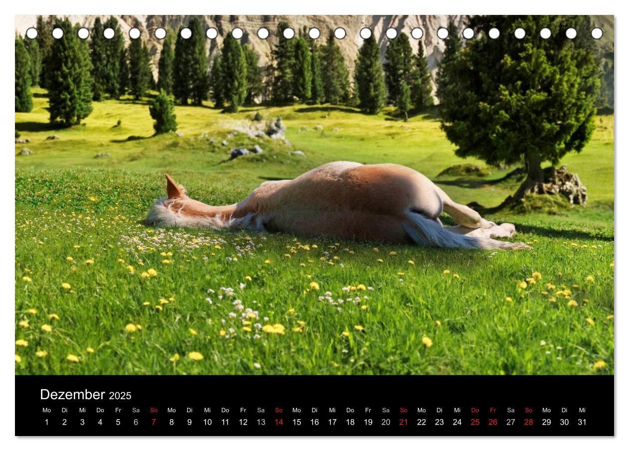 Bild: 9783435555376 | Wunderschöne Haflingerwelt (Tischkalender 2025 DIN A5 quer),...