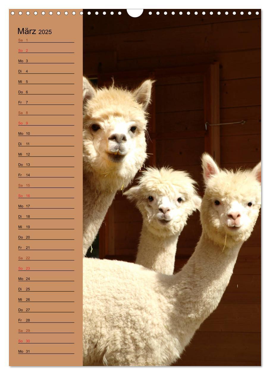 Bild: 9783435990504 | Alpakas zum Knuddeln gerne (Wandkalender 2025 DIN A3 hoch),...