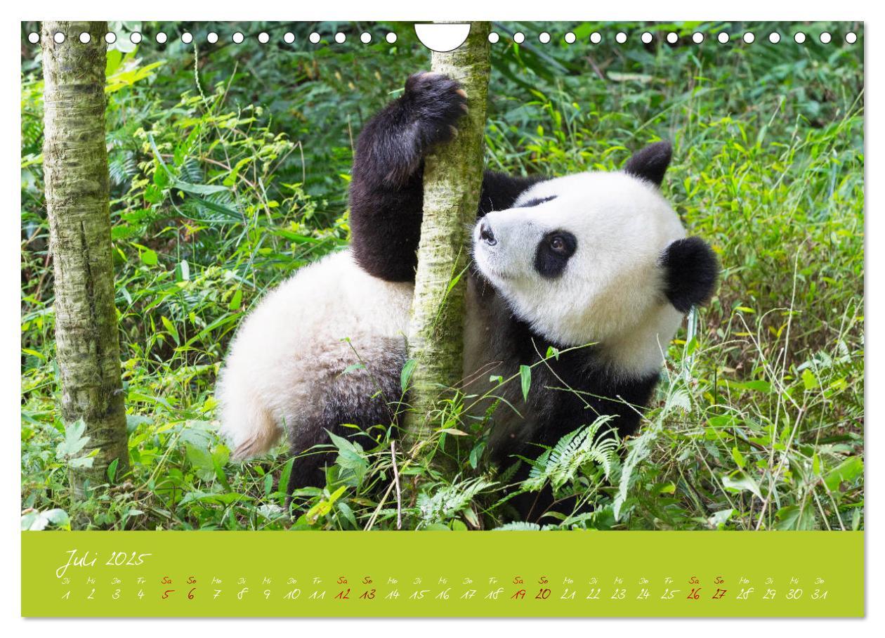 Bild: 9783435179428 | Der Große Panda Ein kuscheliger Geselle (Wandkalender 2025 DIN A4...