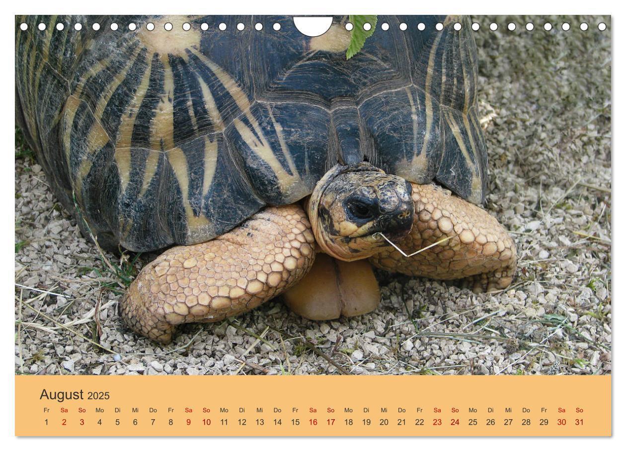 Bild: 9783435382927 | Landschildkröten (Wandkalender 2025 DIN A4 quer), CALVENDO...