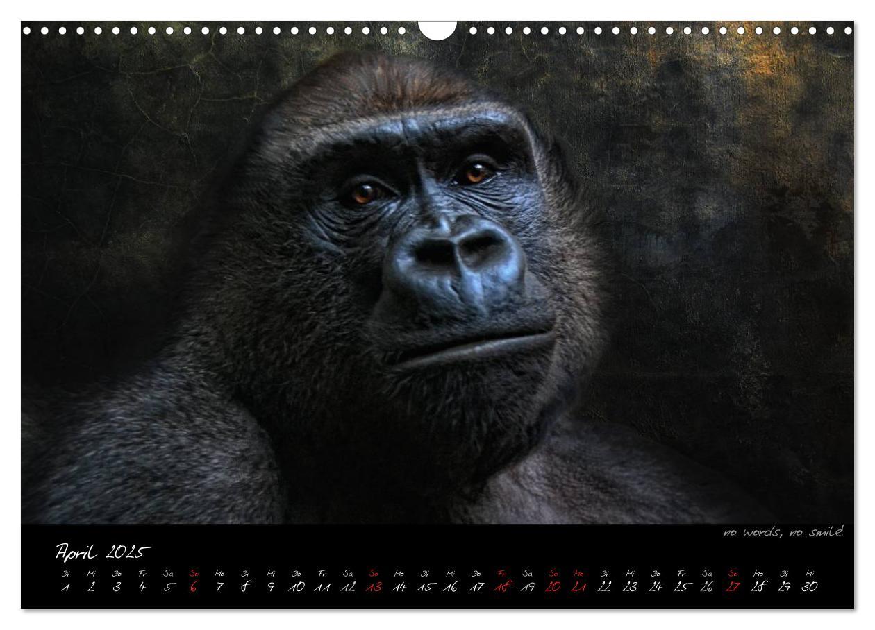 Bild: 9783435744725 | Gorilla (Wandkalender 2025 DIN A3 quer), CALVENDO Monatskalender