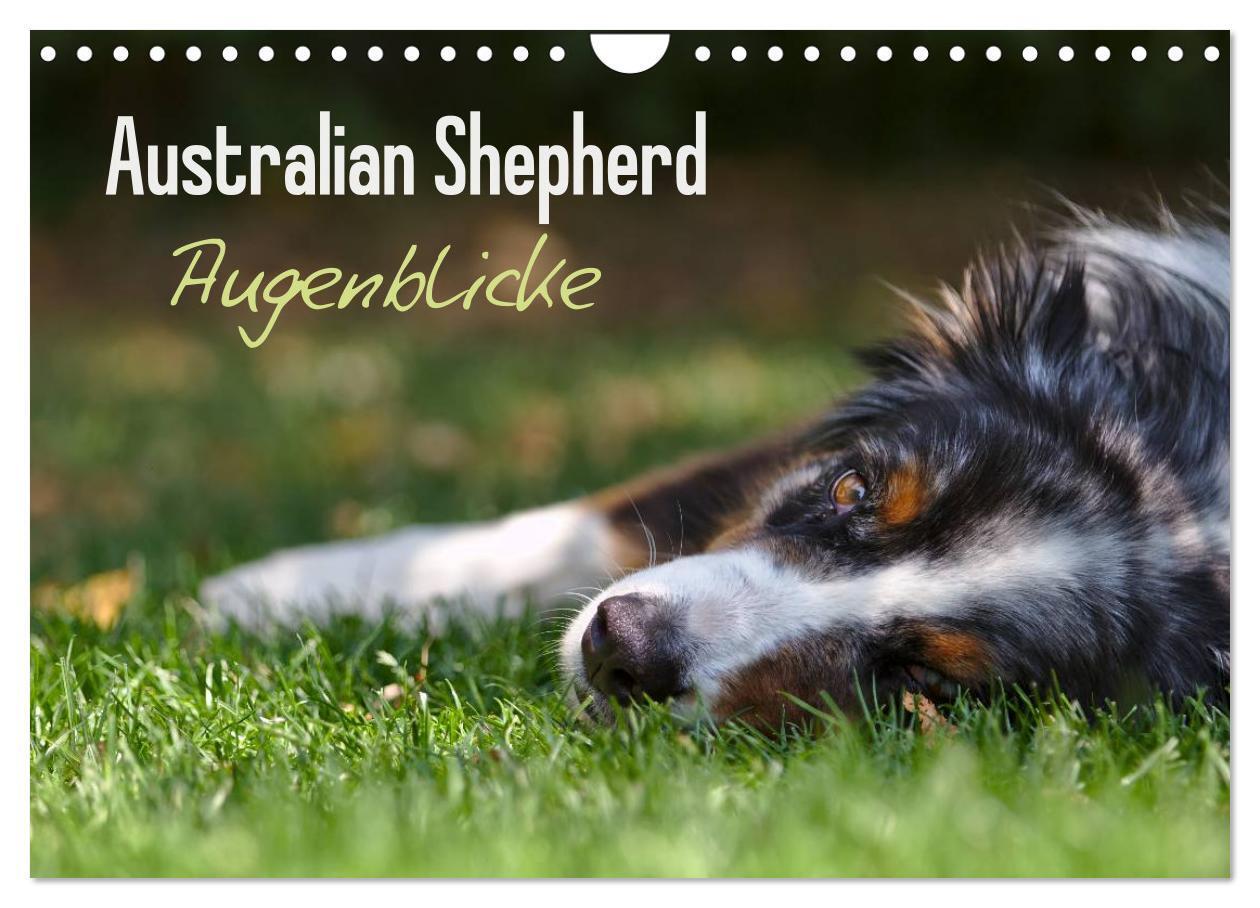 Cover: 9783675469167 | Australian Shepherd - Augenblicke (Wandkalender 2024 DIN A4 quer),...