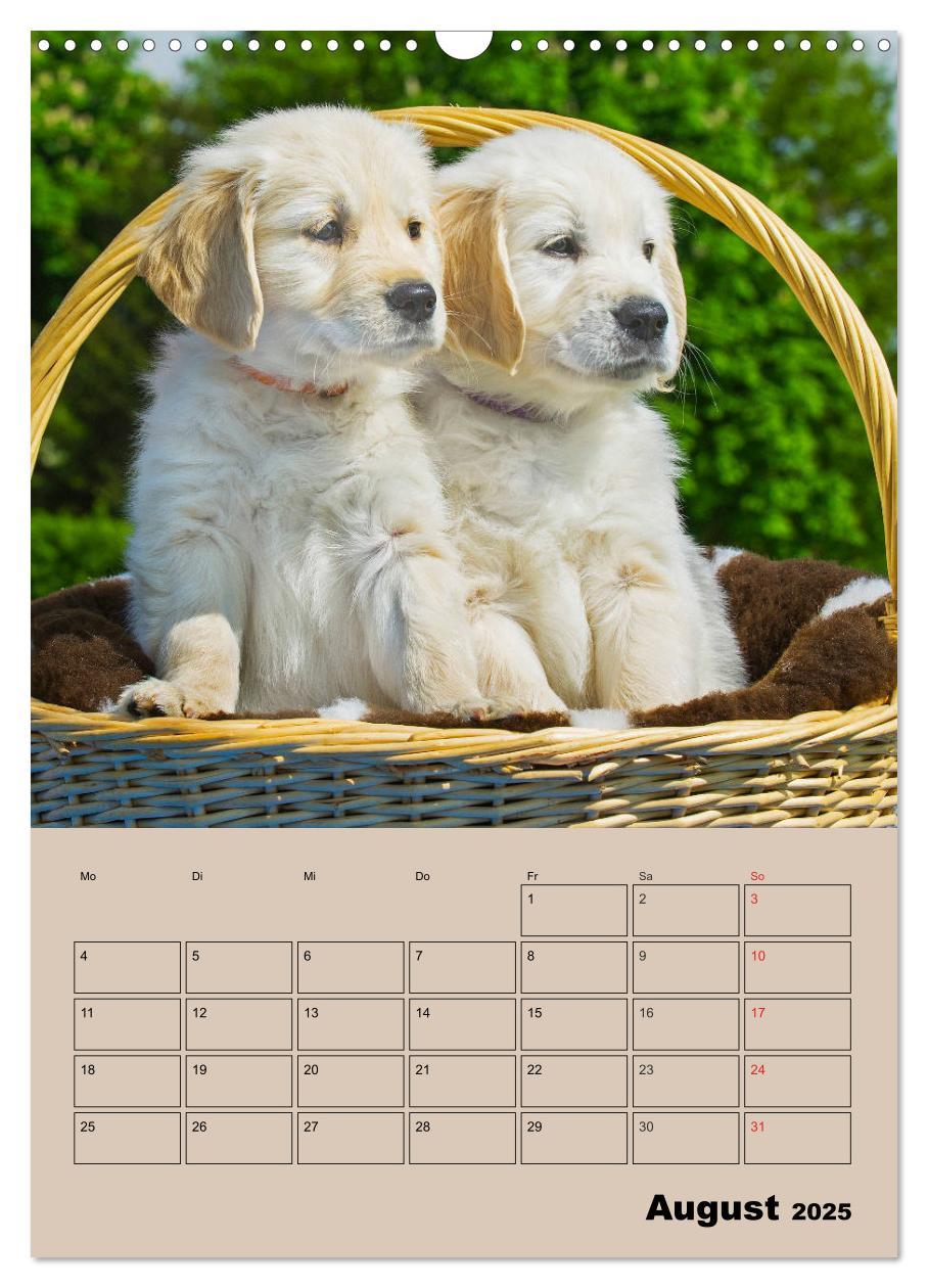 Bild: 9783435959266 | Jahresplaner Golden Retriever Welpen (Wandkalender 2025 DIN A3...