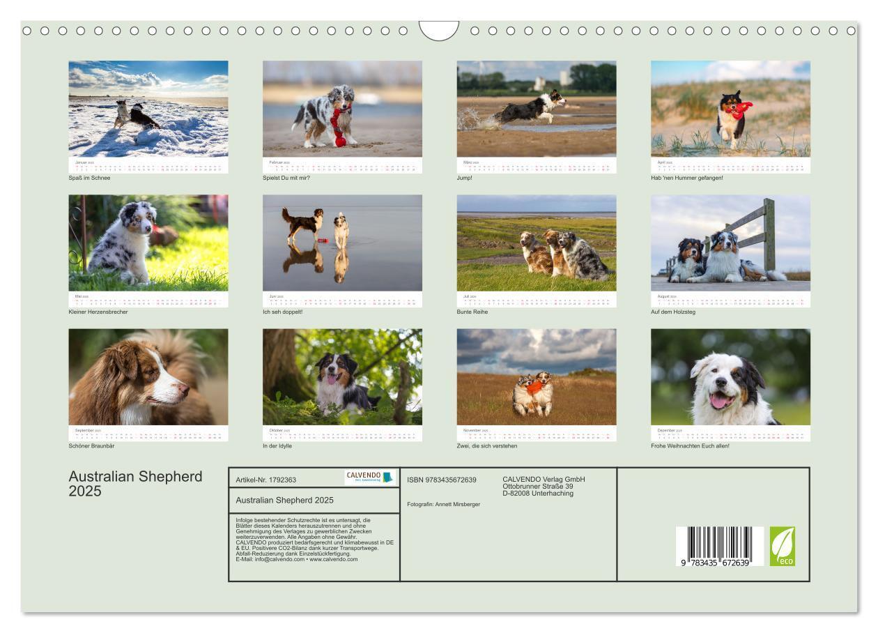 Bild: 9783435672639 | Australian Shepherd 2025 (Wandkalender 2025 DIN A3 quer), CALVENDO...