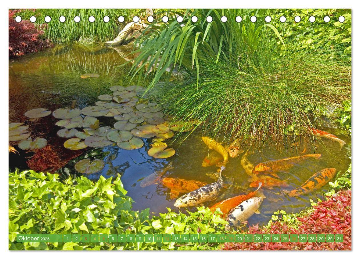 Bild: 9783435128402 | Koi: Juwelen im Teich (Tischkalender 2025 DIN A5 quer), CALVENDO...