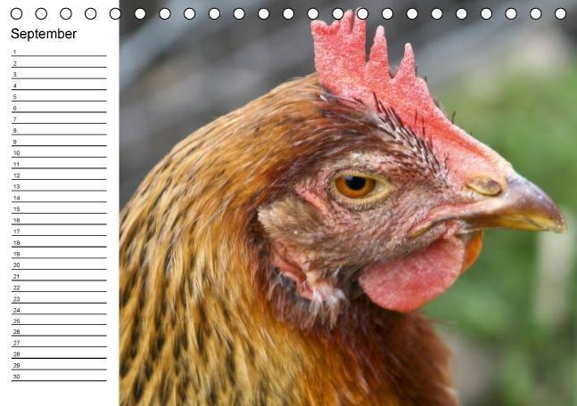 Bild: 9783660532074 | Hühner / Geburtstagskalender (Tischkalender immerwährend DIN A5 quer)