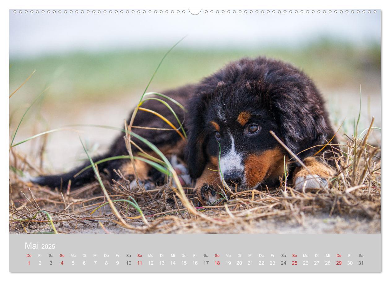 Bild: 9783435659012 | Liebling BERNER SENNENHUND (Wandkalender 2025 DIN A2 quer),...