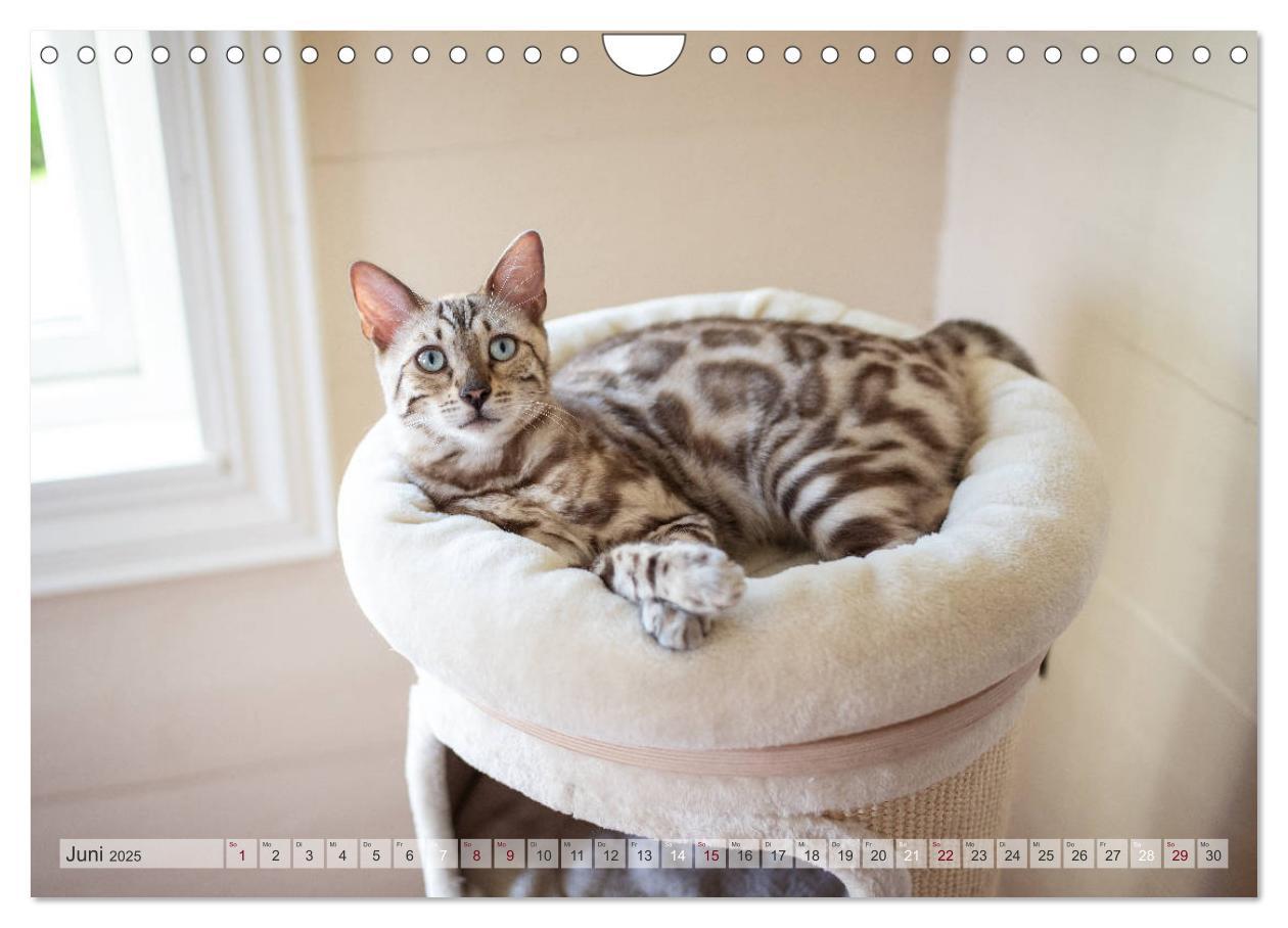 Bild: 9783435178889 | Wildes Wohnzimmer - Die Bengalkatze (Wandkalender 2025 DIN A4...