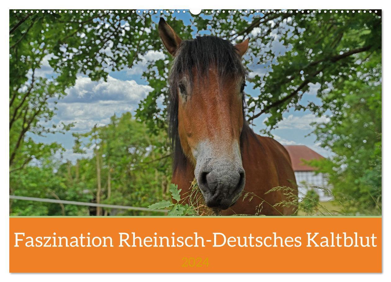 Cover: 9783675486249 | Faszination Rheinisch-Deutsches Kaltblut (Wandkalender 2024 DIN A2...