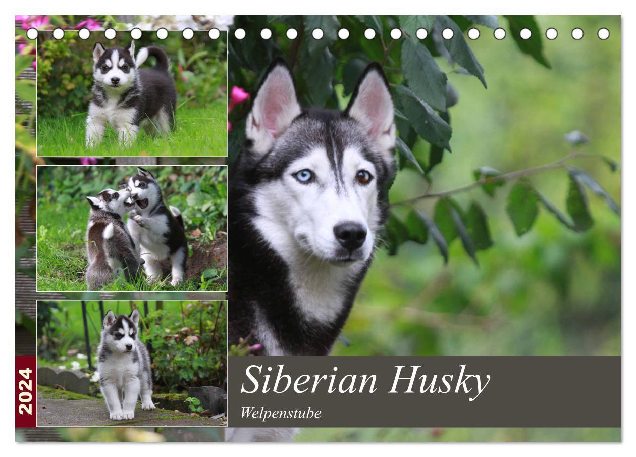 Cover: 9783383027178 | Siberian Husky - Welpenstube (Tischkalender 2024 DIN A5 quer),...