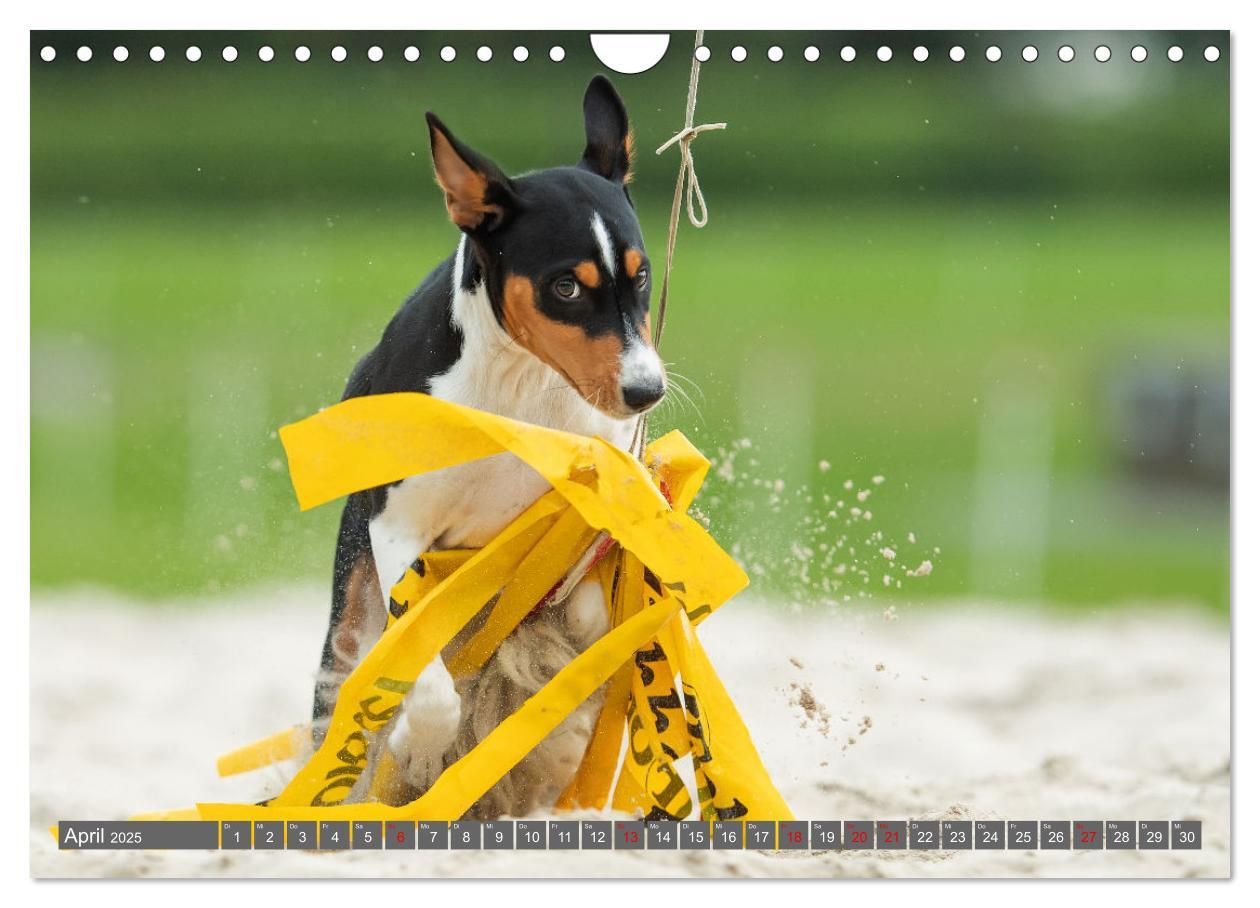 Bild: 9783457195598 | Der Basenji (Wandkalender 2025 DIN A4 quer), CALVENDO Monatskalender