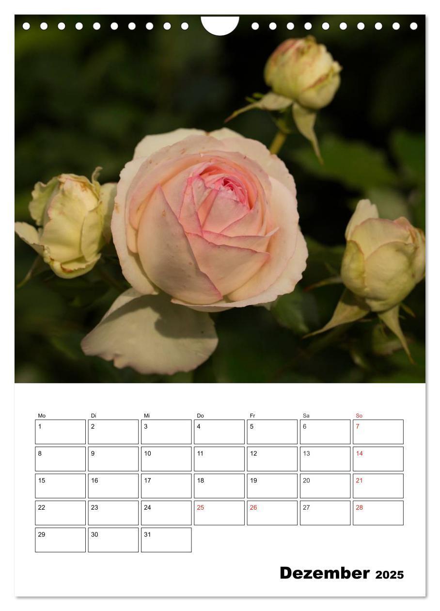 Bild: 9783457022283 | Zauberhafte Rosen (Wandkalender 2025 DIN A4 hoch), CALVENDO...