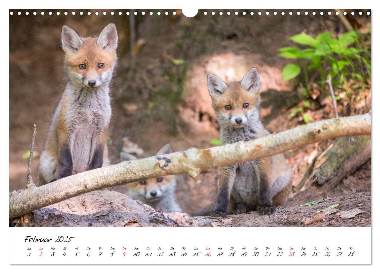 Bild: 9783435268146 | Fuchs entdeckt - im Naturparadies der Mecklenburgischen Seenplatte...