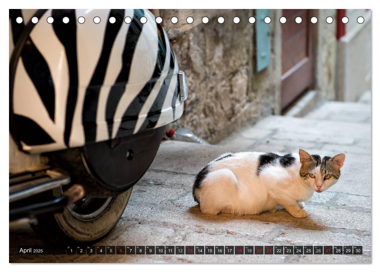 Bild: 9783435575527 | Die Katzen von Rovinj (Tischkalender 2025 DIN A5 quer), CALVENDO...