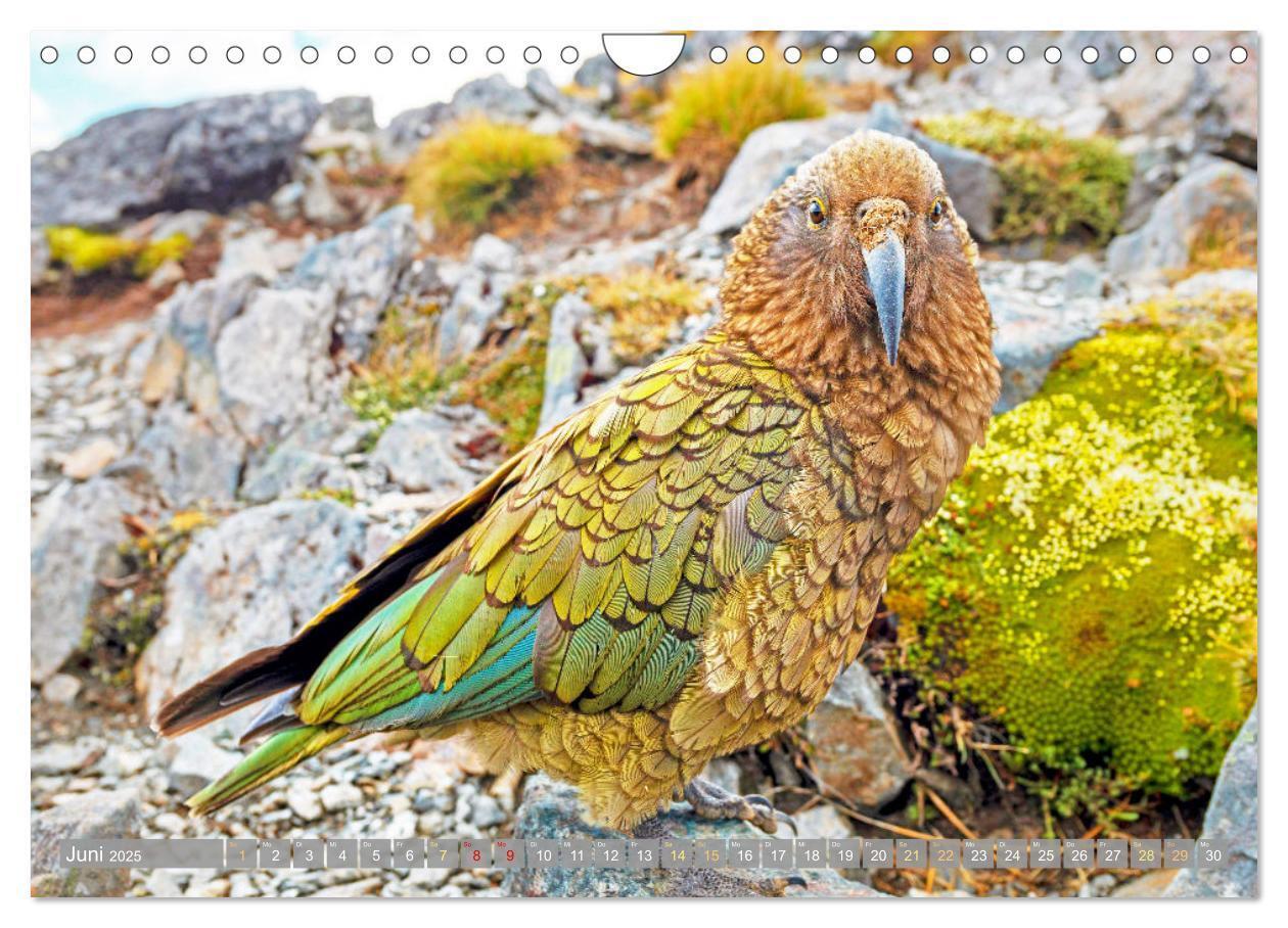 Bild: 9783383777967 | Papageien: Farbenpracht im Flug (Wandkalender 2025 DIN A4 quer),...