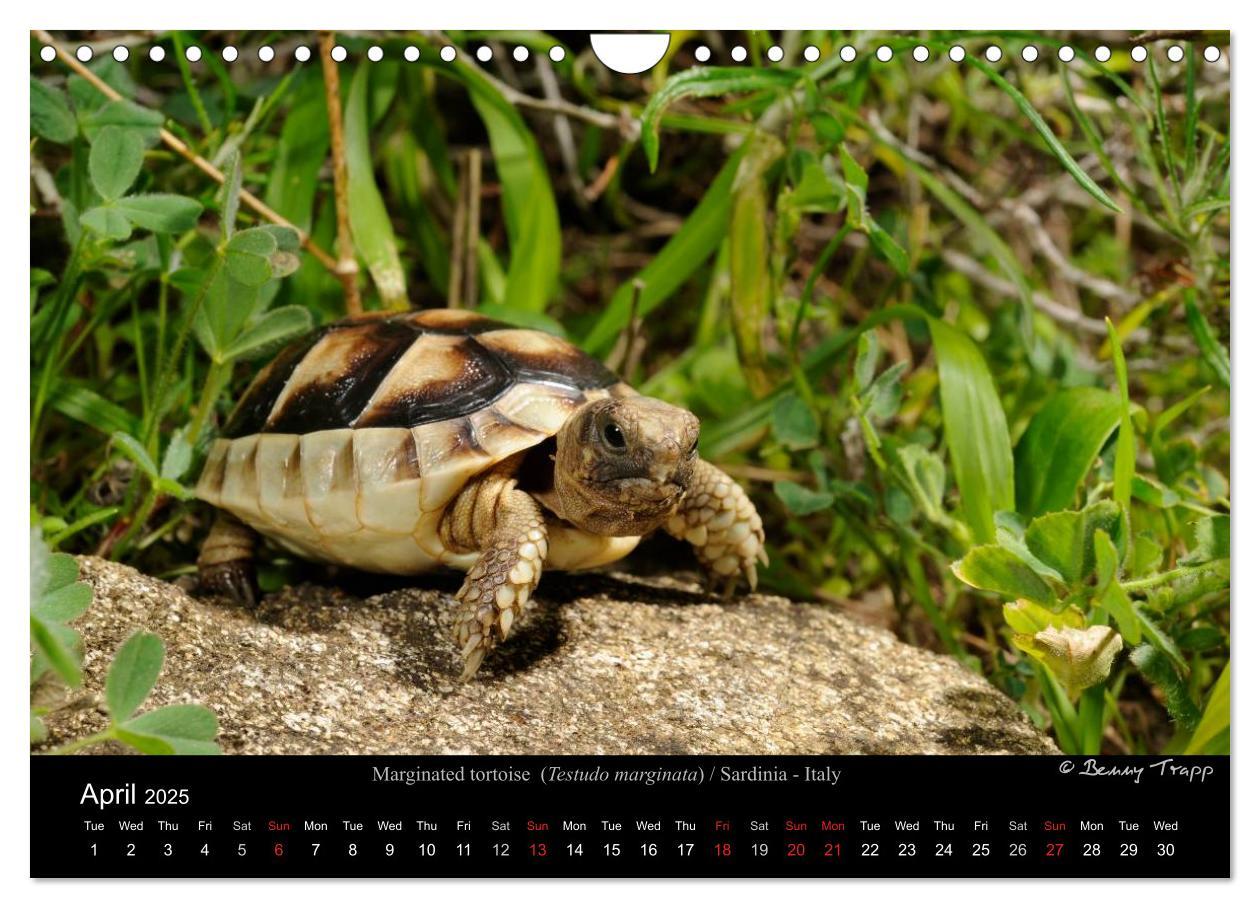 Bild: 9781325996001 | European Tortoises / UK-Version (Wall Calendar 2025 DIN A4...