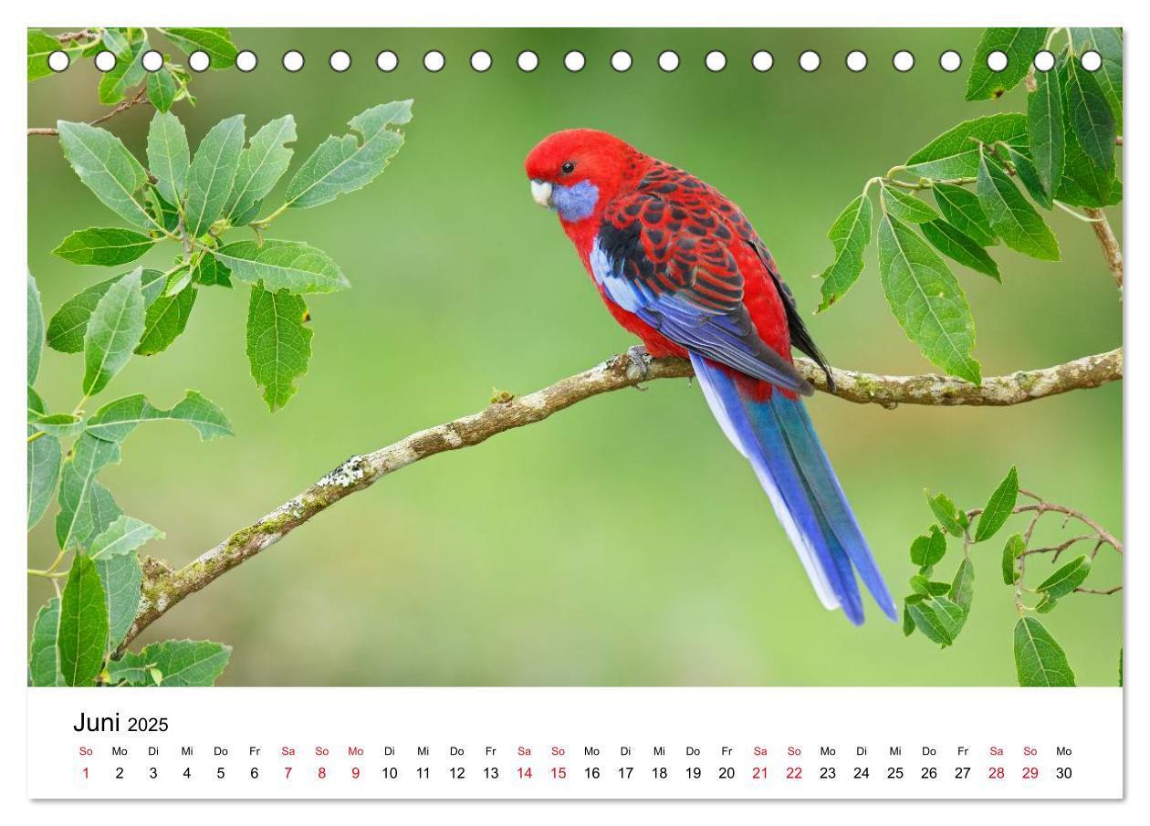 Bild: 9783435612239 | Australische Papageien (Tischkalender 2025 DIN A5 quer), CALVENDO...