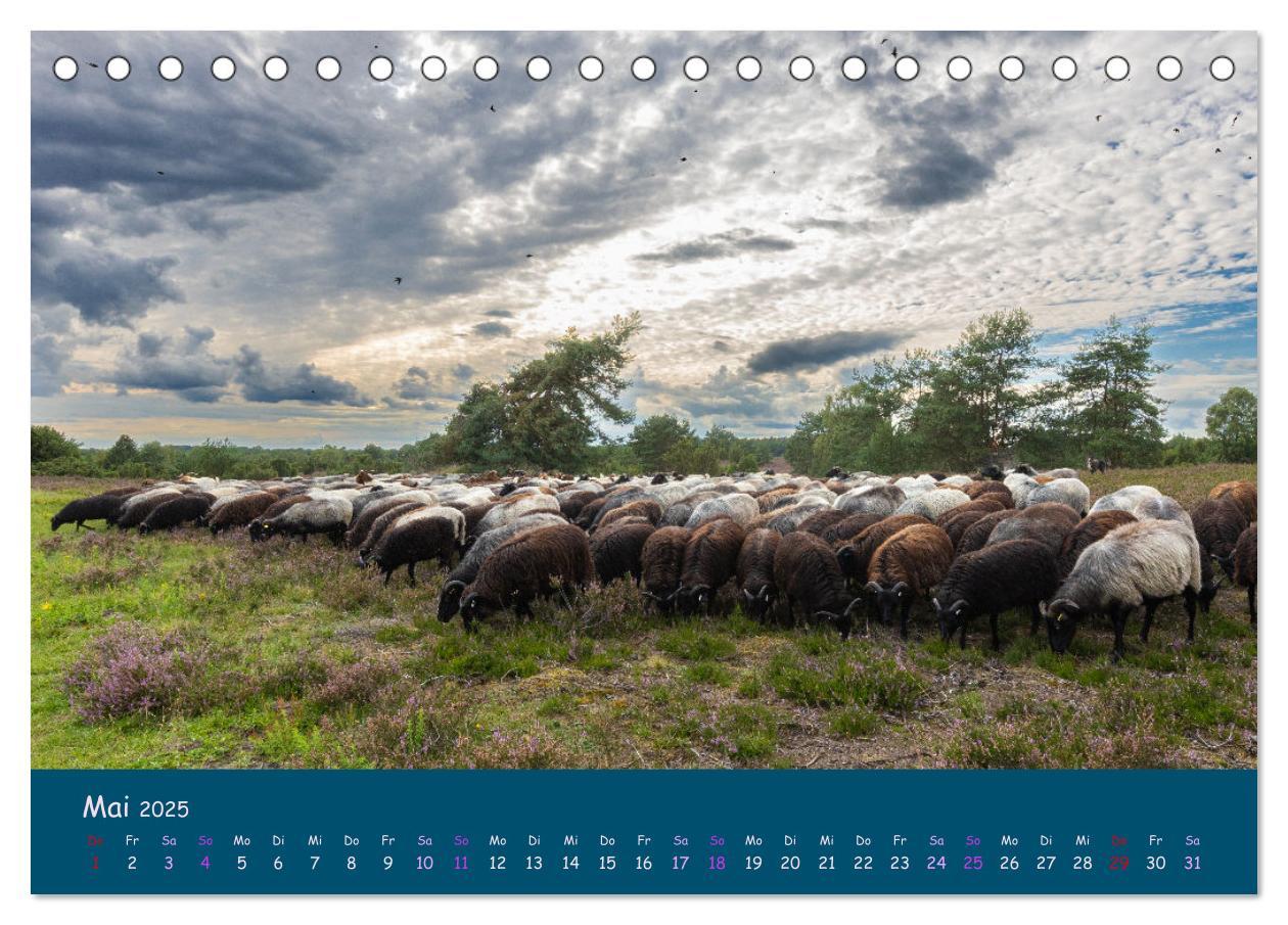 Bild: 9783435014729 | Heidschnucken, die prächtigen Schafe der Lüneburger Heide...