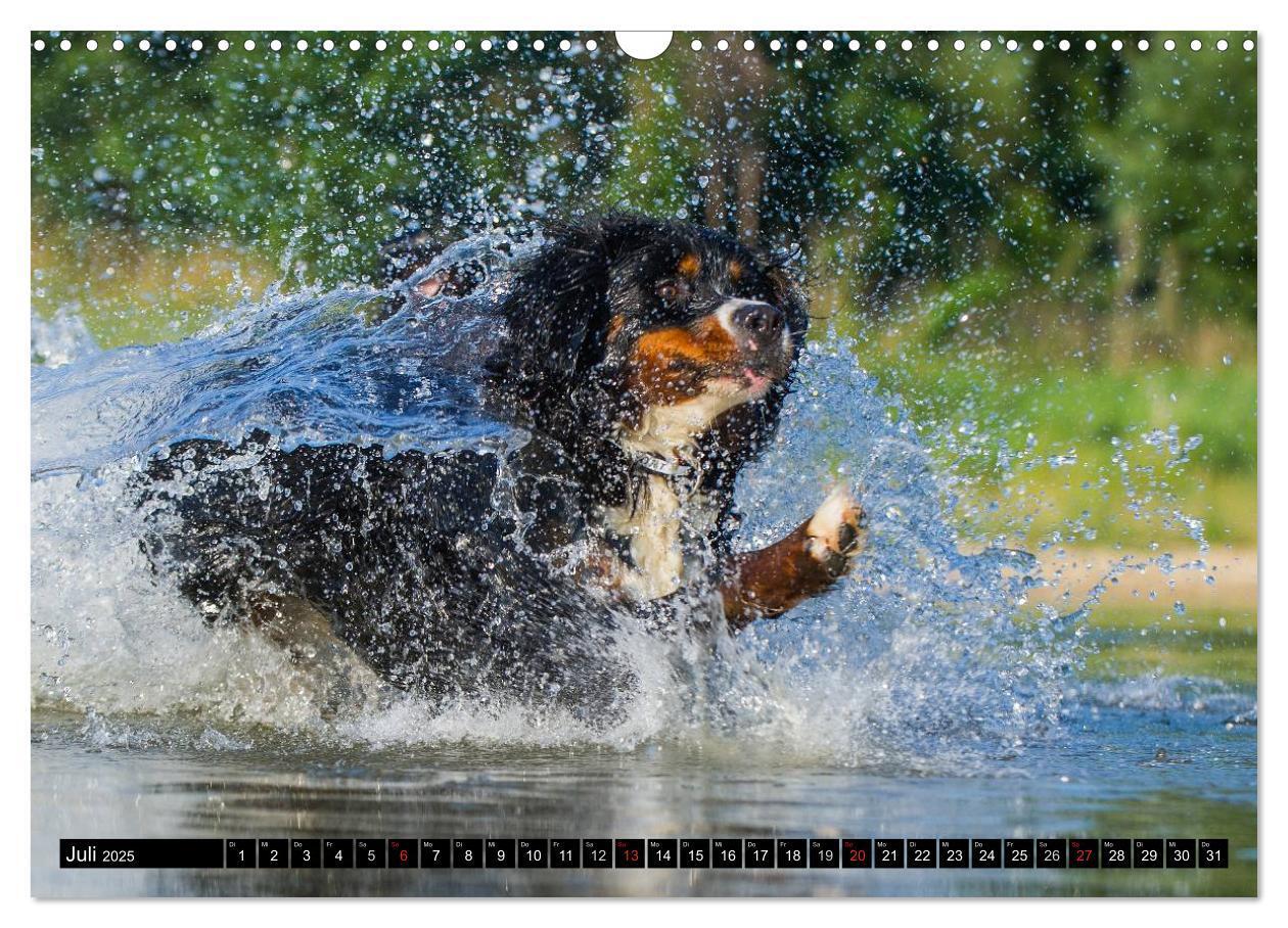 Bild: 9783435578689 | Berner Sennenhunde in Action (Wandkalender 2025 DIN A3 quer),...