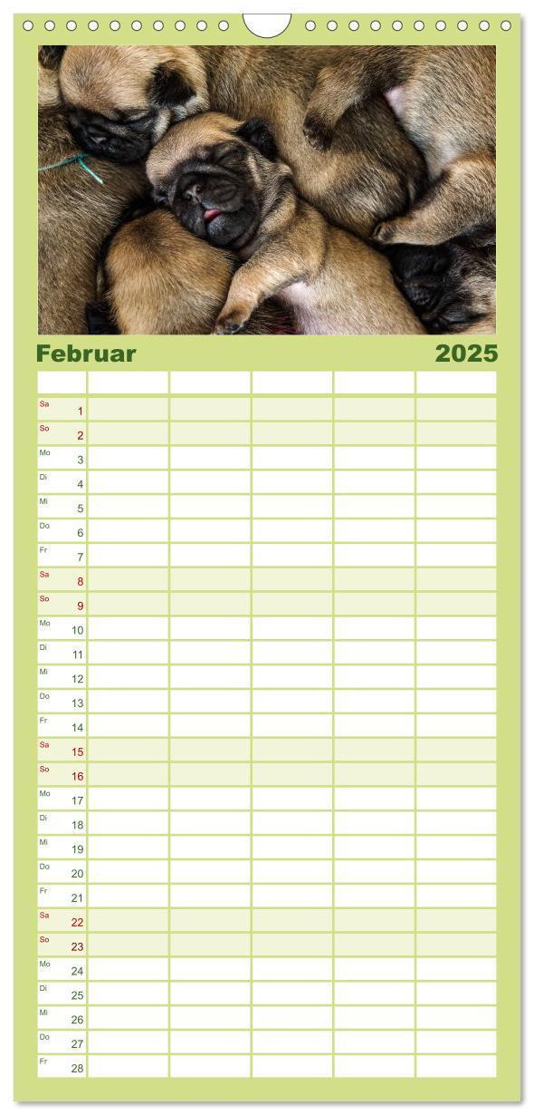 Bild: 9783457119419 | Familienplaner 2025 - Mopswelpen mit 5 Spalten (Wandkalender, 21 x...