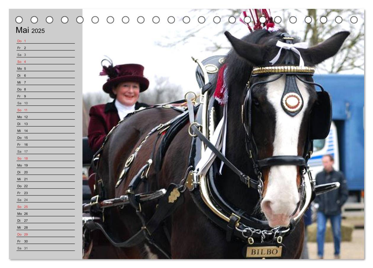 Bild: 9783435534067 | Das Shire Horse. Impressionen (Tischkalender 2025 DIN A5 quer),...