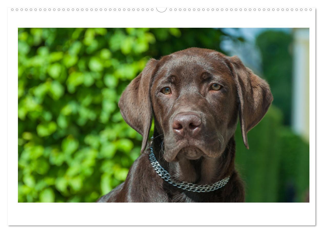 Bild: 9783383908224 | Hunde - vom Mischling bis zum Rassehund (Wandkalender 2025 DIN A2...